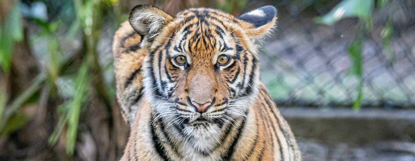 Tiger • Pro Wildlife