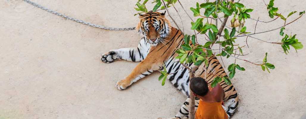 Tigertempel in Thailand eröffnet nun als Zoo