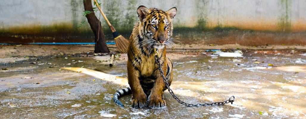 Tourismus, Zirkus und Zoo