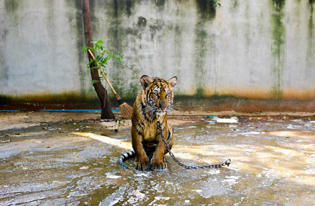 Selfie mit Tiger: Tigerjunges © Jo-Anne McArthur We Animals