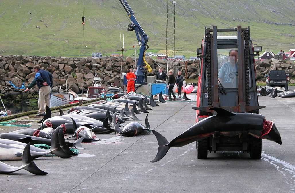 Delfinjagd auf den Färöer-Inseln: Abtransport getöteter Delfine © Erik Christensen CC 3.0 (Archivbild)