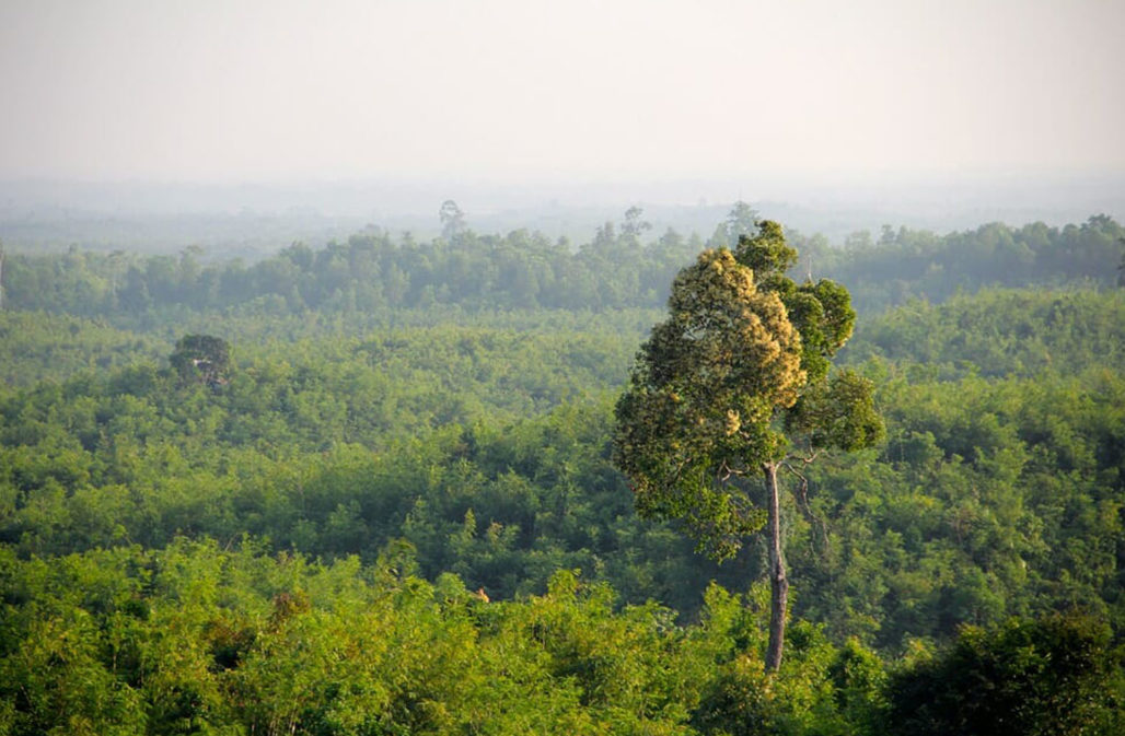 Urwald in Myanmar