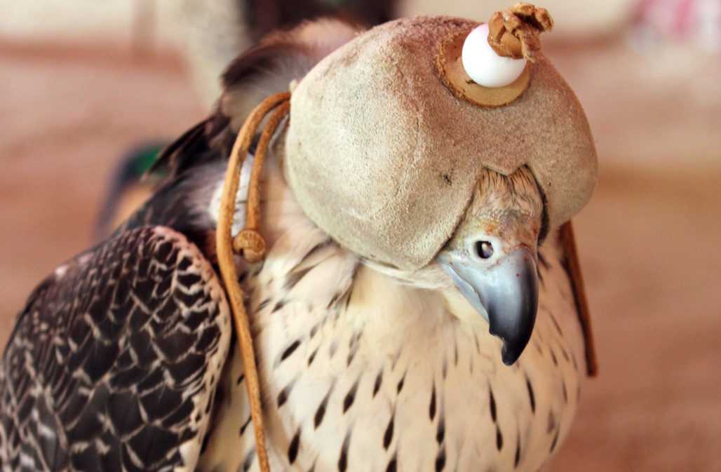 Falknerei: Greifvogel mit verdeckten Augen