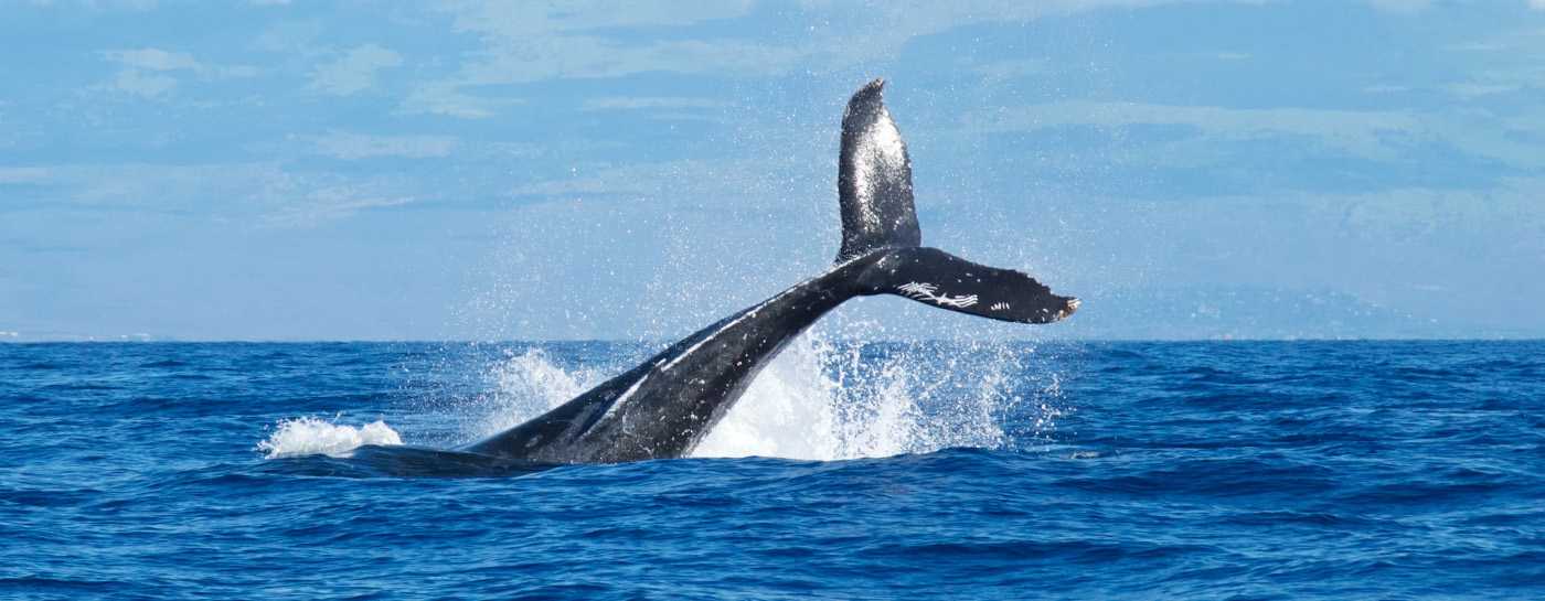 Finnwal • Pro Wildlife
