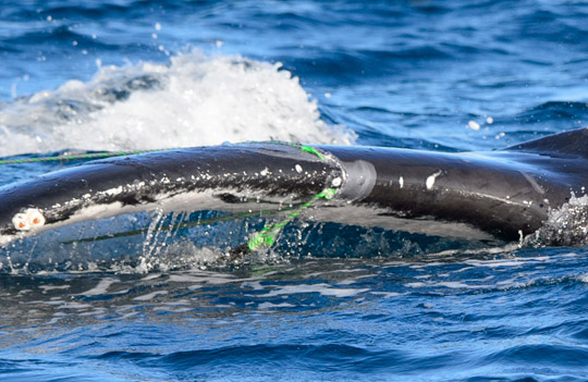 Plastikmüll gefährdet die Meeresbewohner: Mit einer Patenschaft Wale Delfine ihren Lebensraum schützen © Trevor Scouten