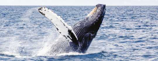 Whale Watching: Wale in Freiheit beobachten