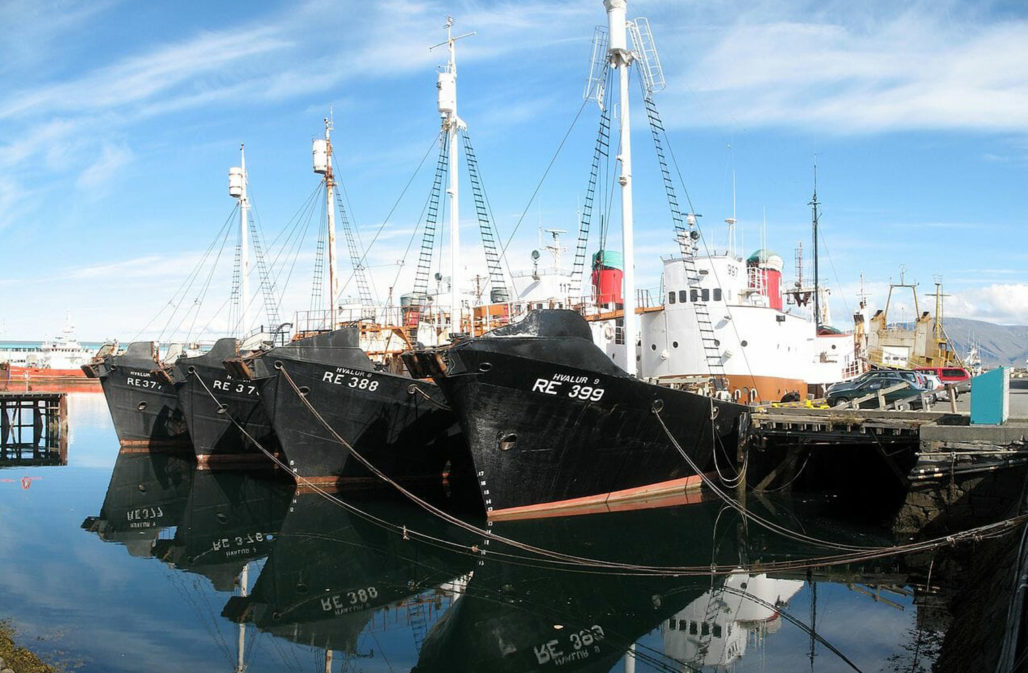 Loftssons Walfangflotte im Hafen von Reykjavik © Dirk Heldmaier