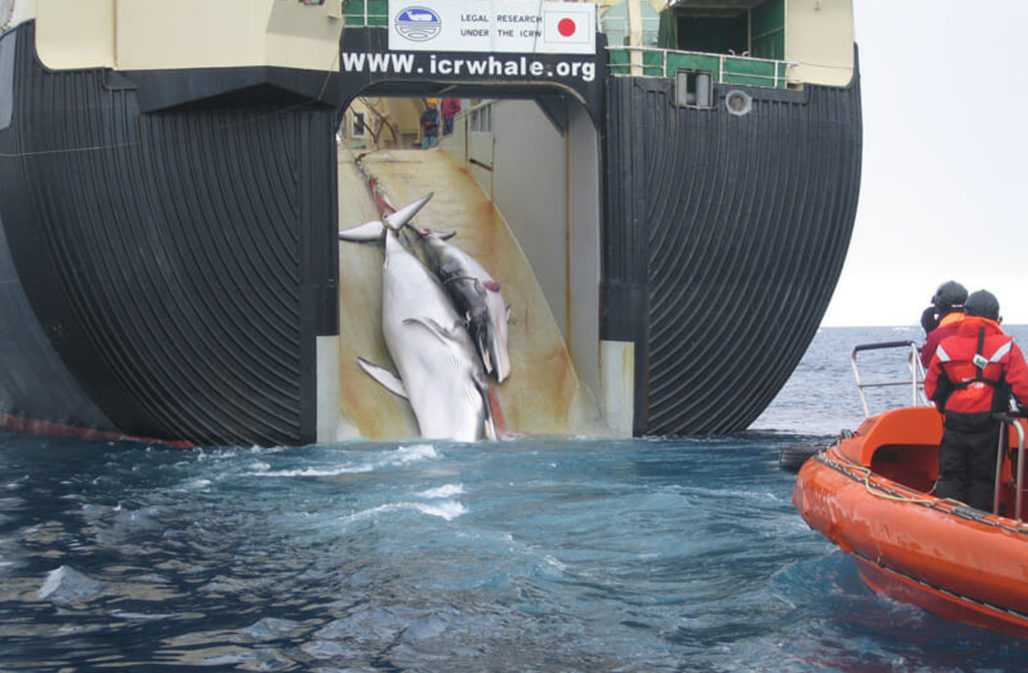 Die Internationale Walfangkommission: Walfang in Japan, Walfänger © Australian Customs and Border Protection Service