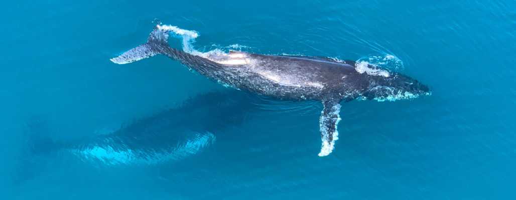 75 Jahre Walfangkommission – eine gemischte Bilanz