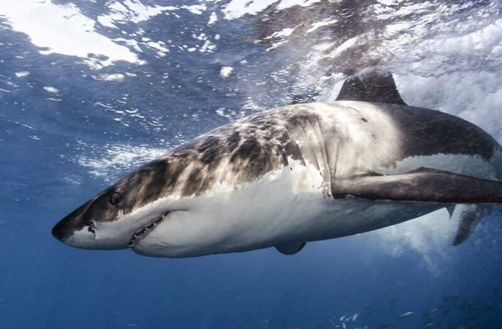 CITES schützt den Weißen Hai © Christian Vizl