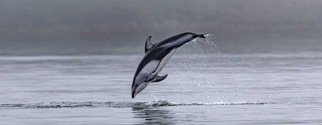 Kritik an Delfinjagd auf den Färöer-Inseln