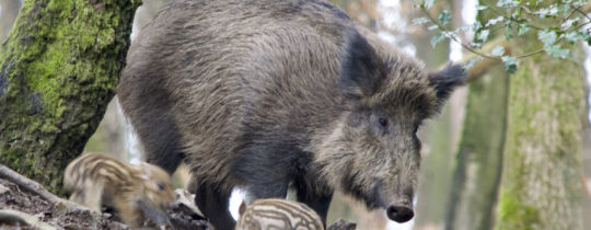 Keulung von Wildtieren: Massenhaftes Töten einer Art