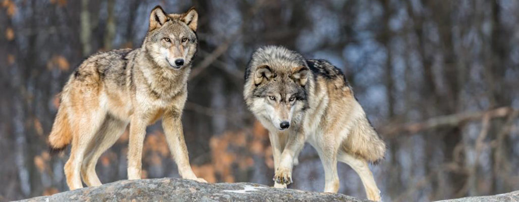 Der Wolf in Deutschland