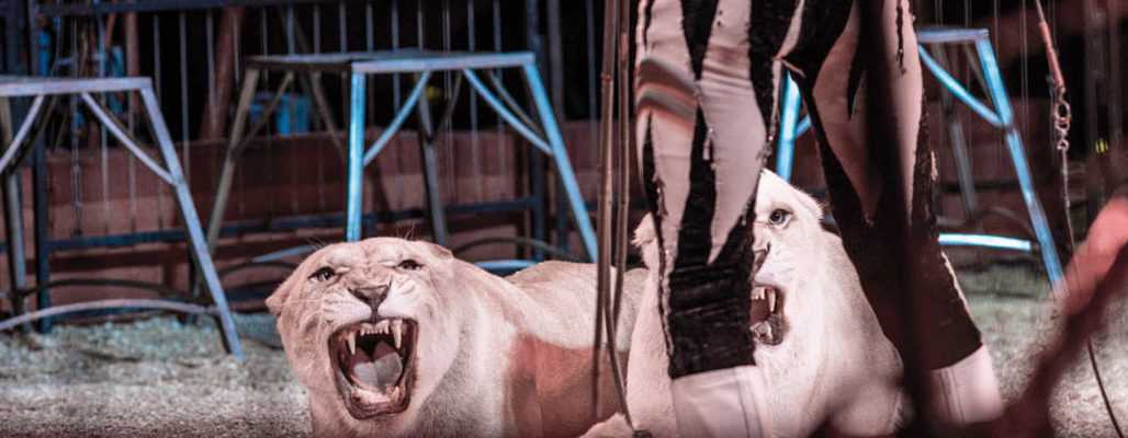 Wildtiere im Zirkus