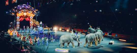 Zirkus: Wildtiere leiden in der Manege