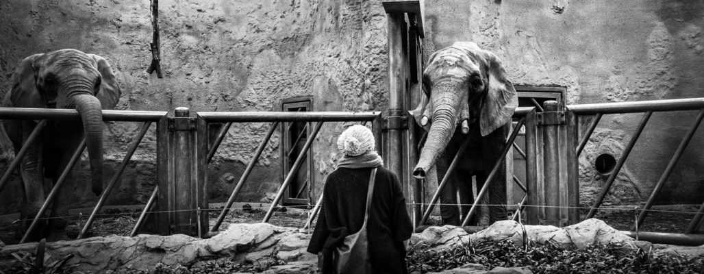 Wildtiere im Zoo