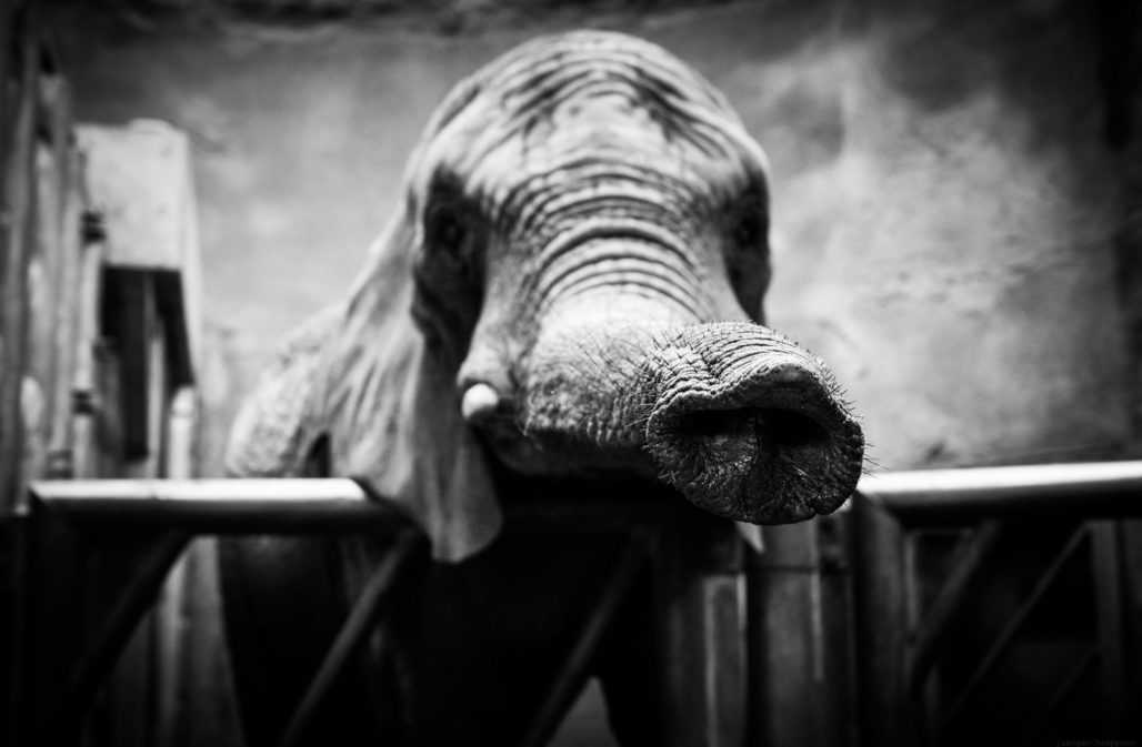 Elefant im Zoo © privat
