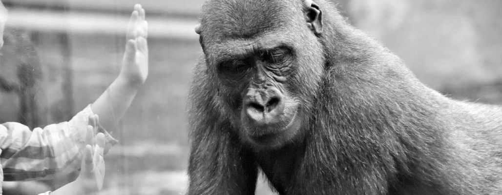 Affen sterben bei Brand im Zoo Krefeld