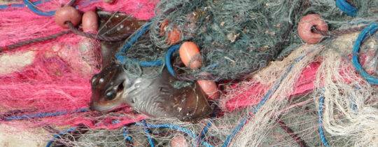 Desaströse Fischereimethoden und ihre Kollateralschäden