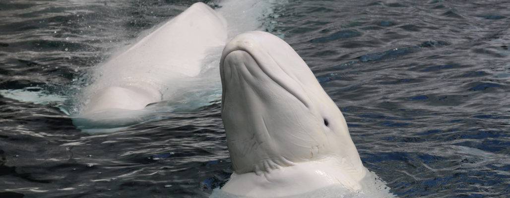 Beluga
