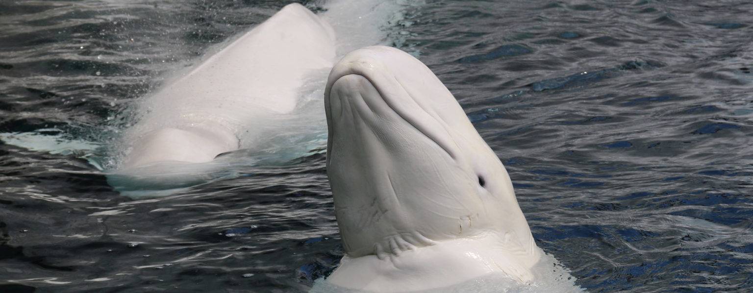 Beluga • Pro Wildlife