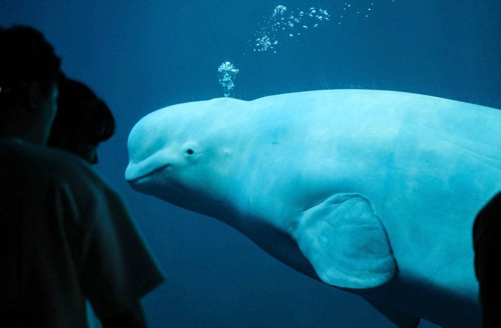 Beluga im Delfinarium