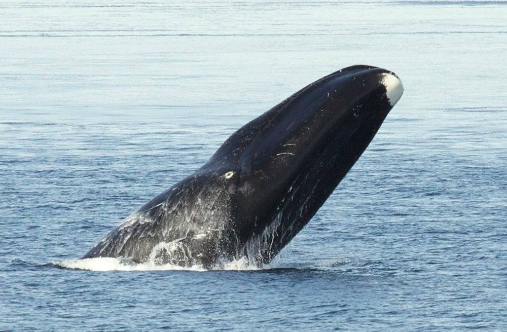 Grönlandwal: Diese Wale können ein Alter von über 200 Jahren erreichen
