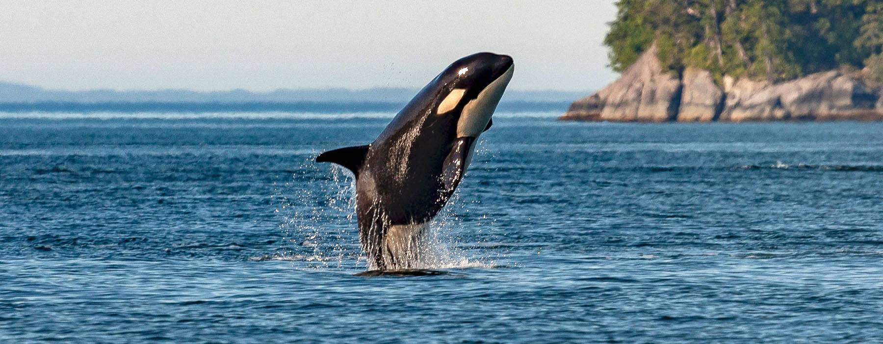 Orca