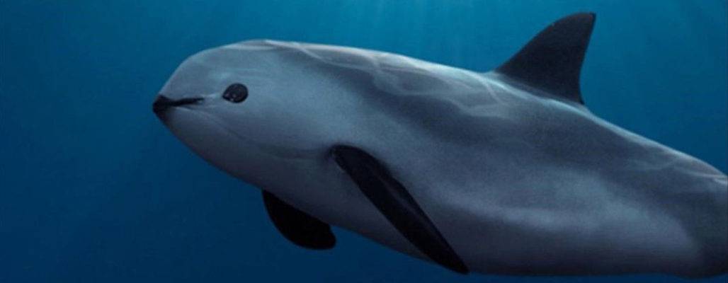 Vaquita