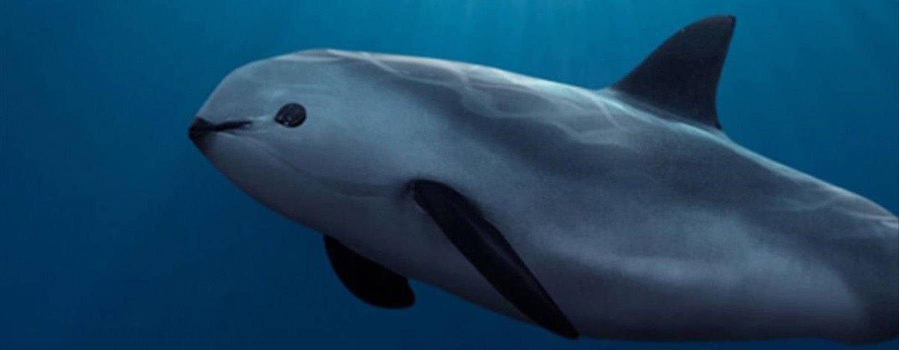 Delfine und Kleinwale: Vaquita