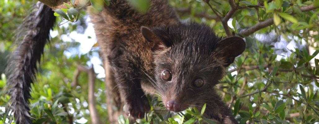 Kopi Luwak: der grausamste Kaffee der Welt