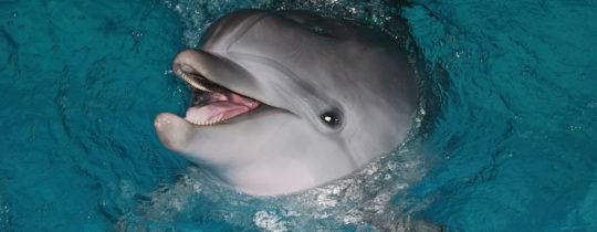 Aktuelle Spendenaktion für Delfine