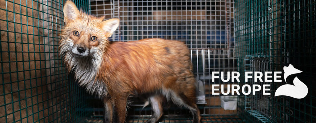 Fur free europe – für ein pelzfreies Europa