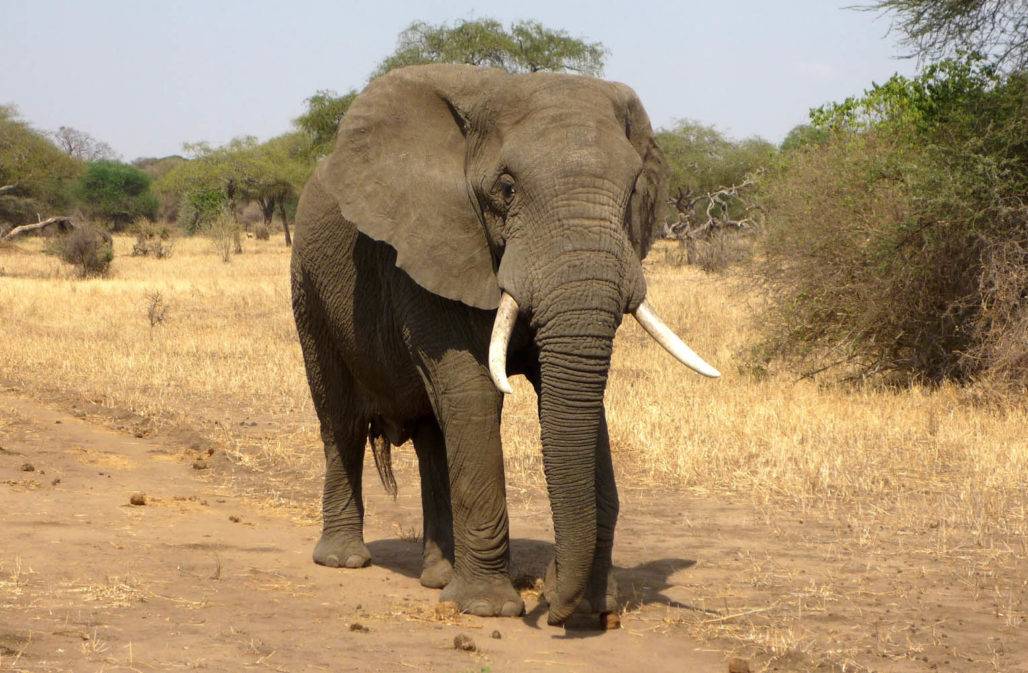 Afrikanischer Savannenelefant
CITES 2022