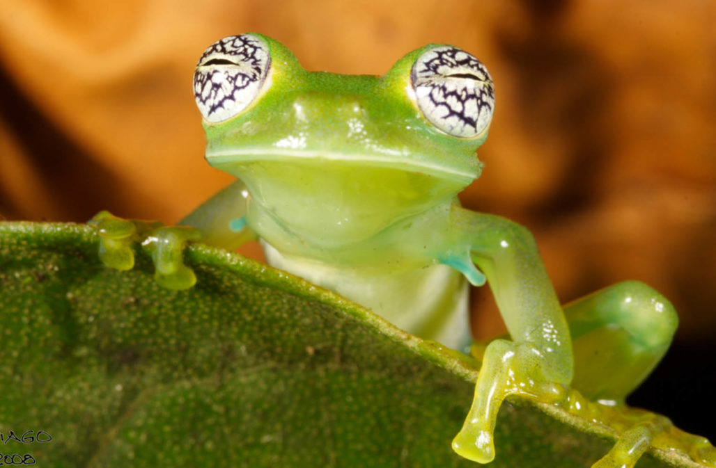 Der Glasfrosch wurde bei der CITES 2022 in Anhang II aufgenommen © Santiago Ron