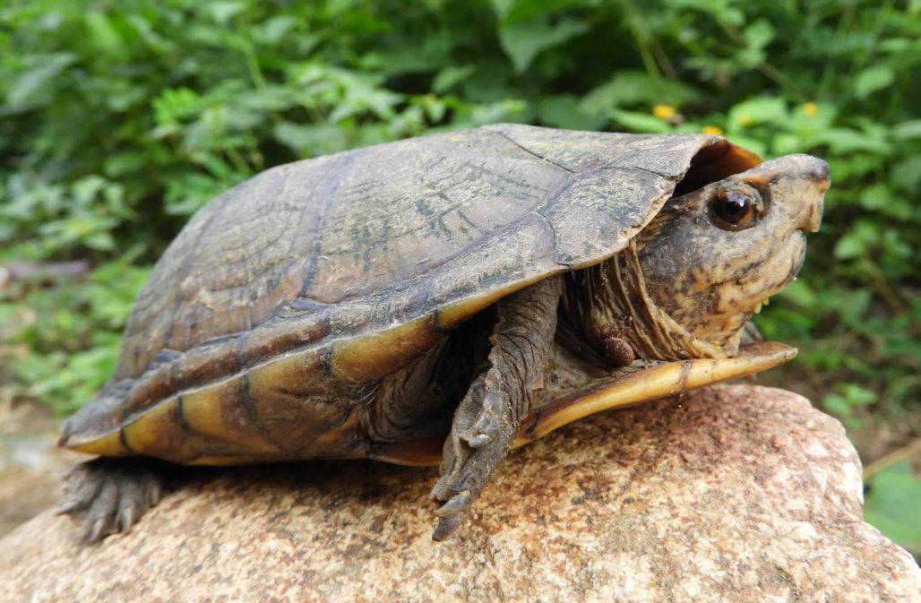 Schildkröte © Jose Gabriel Julio Guzman, CC 4.0
5 Arten wurden bei der CITES 2022 in Anhang I hochgestuft