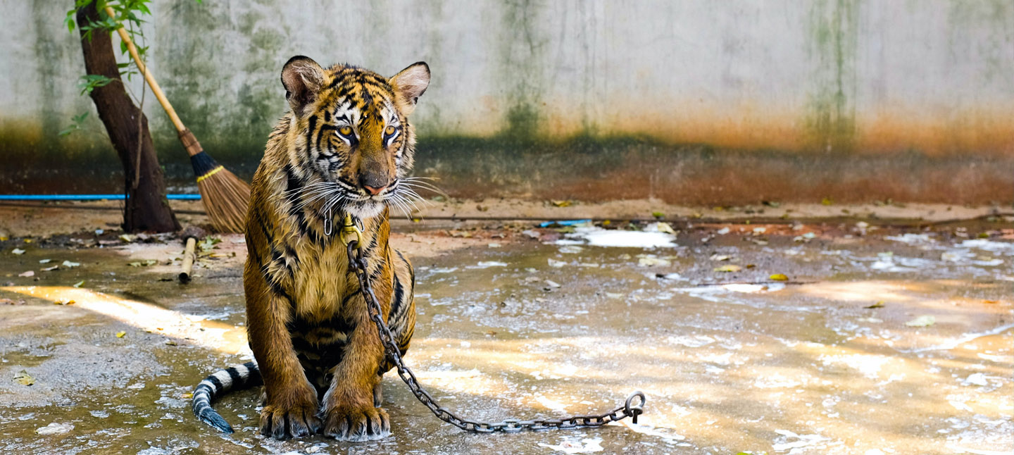 Wildtiere im Tourismus