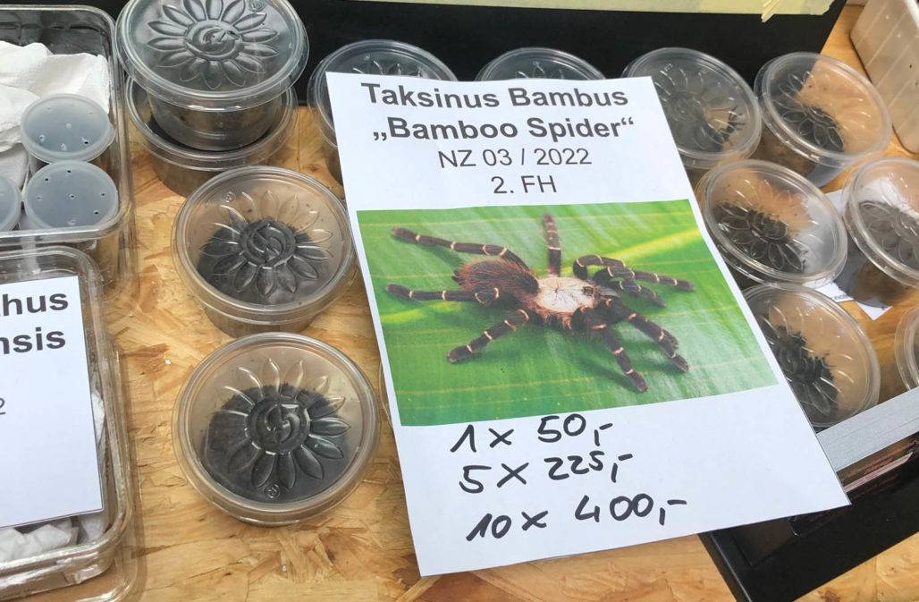 Spinne im Angebot