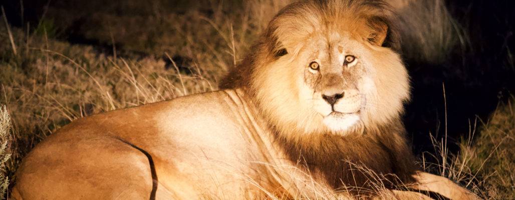 Spendenaktion gegen Trophäenjagd