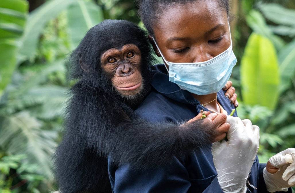Schimpansenmädchen Bakossi mit Tierpflegerin
Affenschutz Kamerun