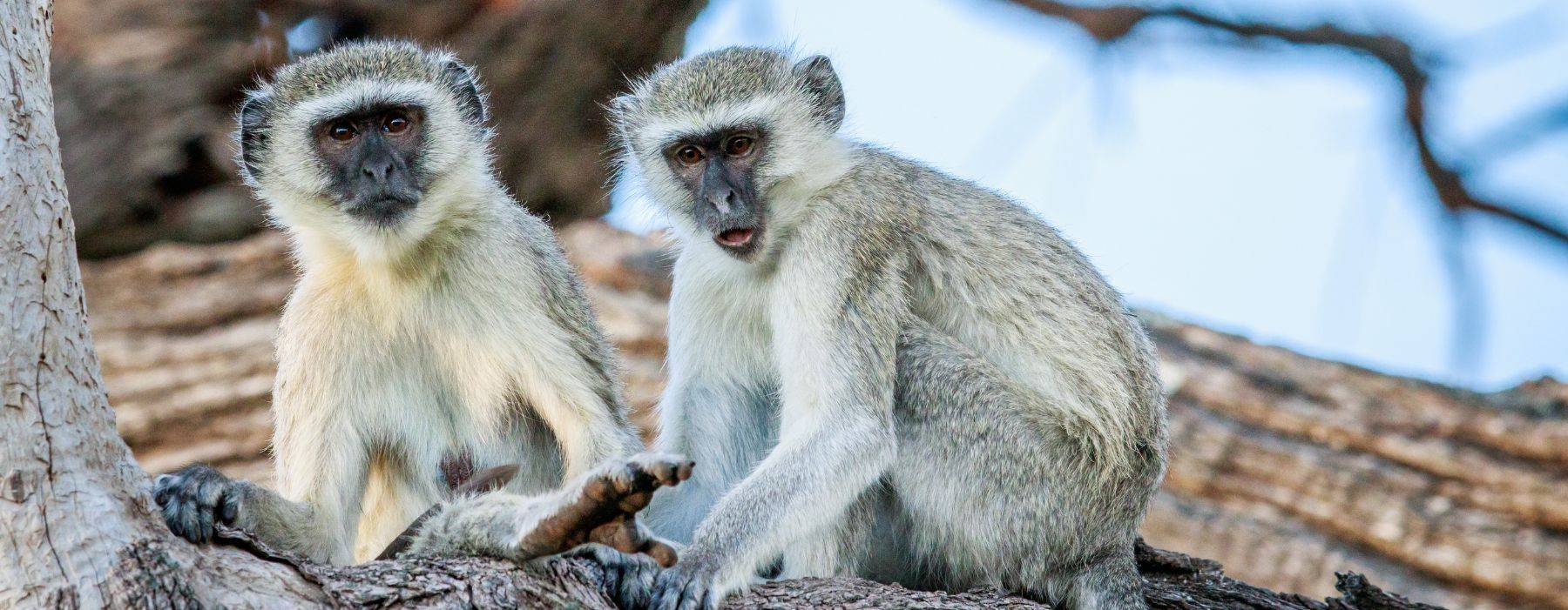 Jaguar • Pro Wildlife