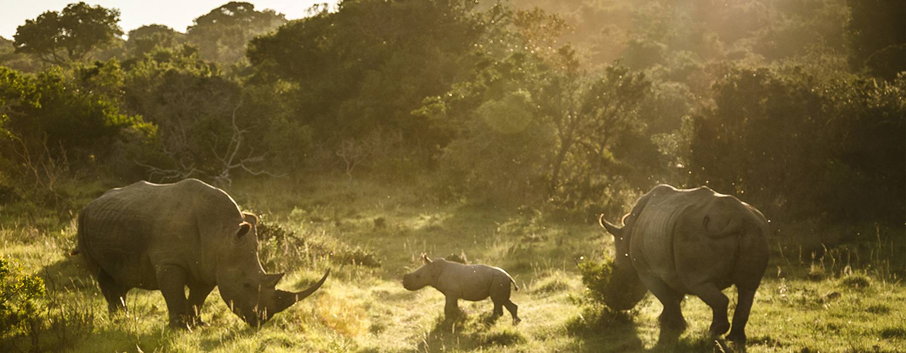 Nashorn-Familie
Artenschutz Pro Wildlife