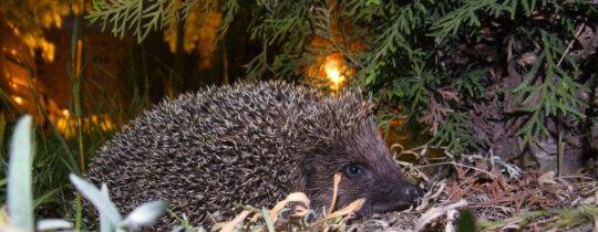 Böllerverbot an Silvester schützt Tiere und Umwelt