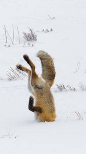 Fuchs als Hintergrund mobil