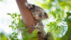 Koala als Bildschirm-Hintergrund