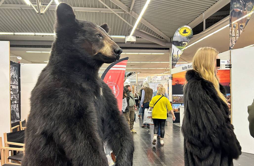 Bärentrophäe Jagdmesse Dortmund 2024