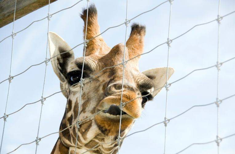 Giraffe im Zoo leckt den Zaun © apixel