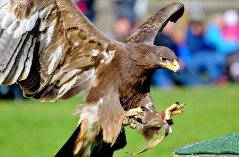 Greifvogel-Show im Zoo © Ralphs Fotos