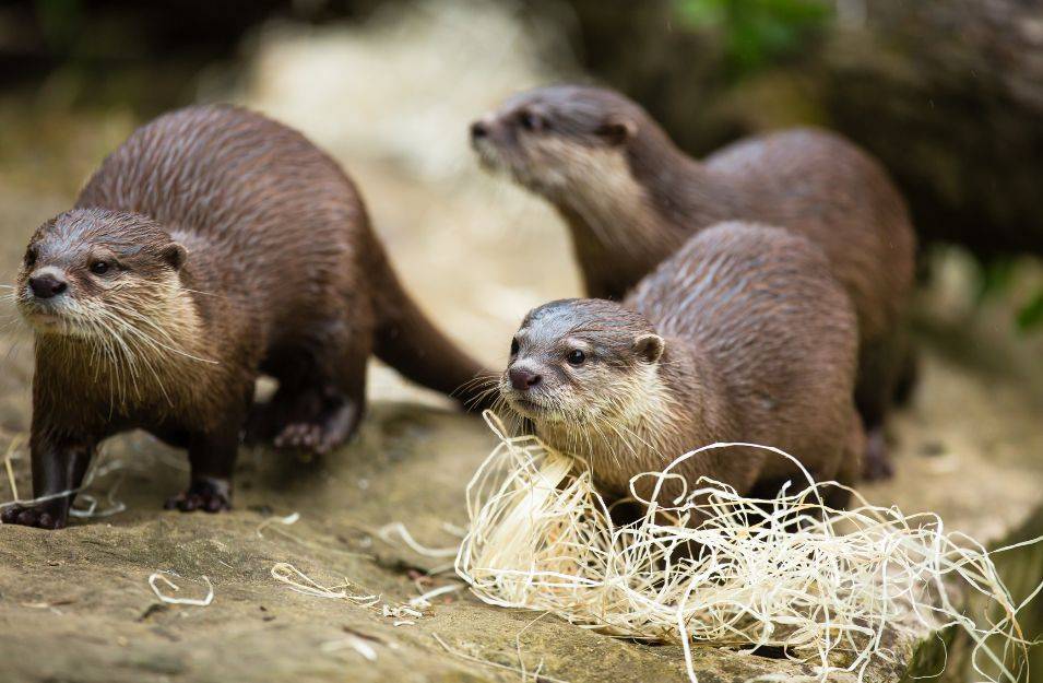 Otter in Gefangenschaft. Wie artgerecht sind Zoos?