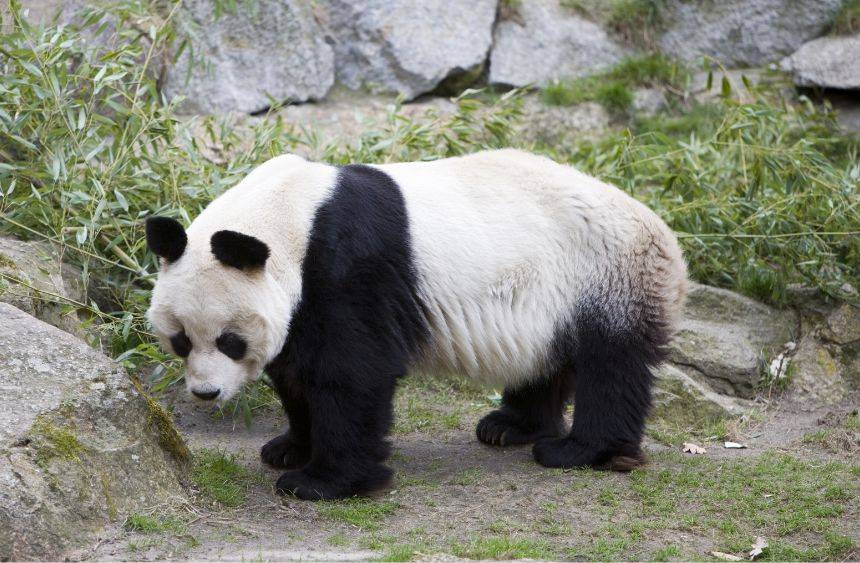 Panda im Berliner Zoo © Richard Laurence
wie artgerecht sind Zoos?